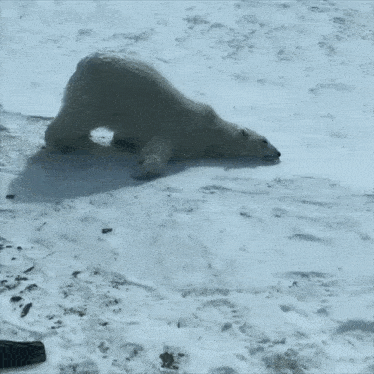 Ice Bear Ledni Gif GIF