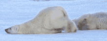 Ice Bear Polar Bear Lazy Walk Funny GIF