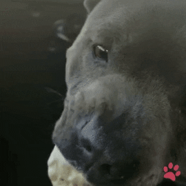 Ice Cream Butter Dog Licking GIF