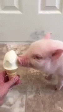 Ice Cream Pig Eating GIF