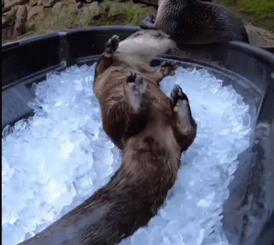 Ice Cubes Cute Otter GIF