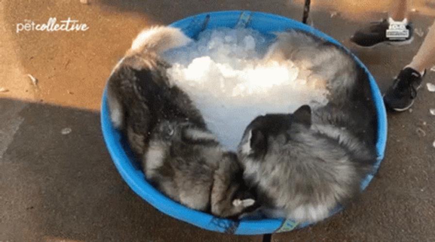 Ice Cubes Happy Dogs GIF