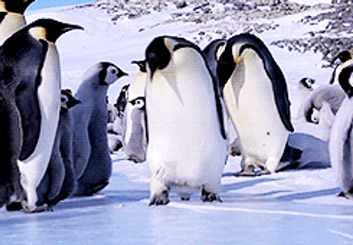 Ice Snow Penguins Slide GIF