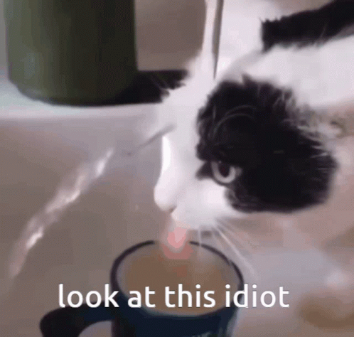 Look At This Idiot Cat GIF