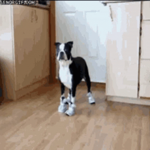 If The Shoe Fits Boston Terrier Dog Breed GIF
