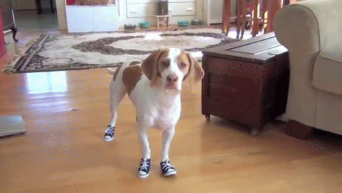 If The Shoe Fits Brittany Spaniel Dog Breed GIF