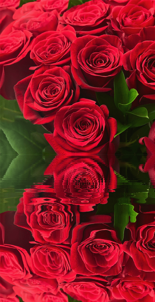 Illumination Red Rosas GIF