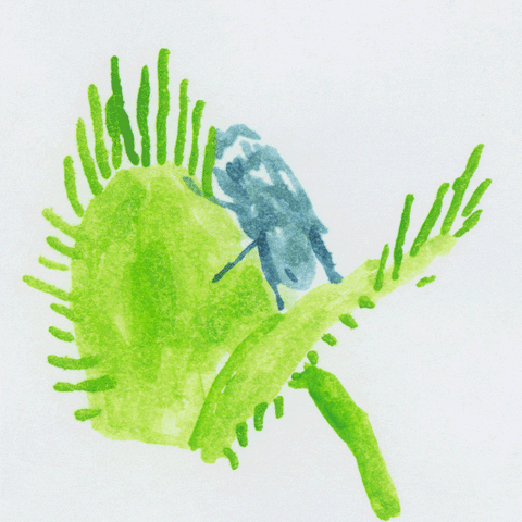 Illustrated Venus Fly Trap Eating A Fly GIF