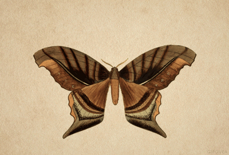 Illustration Retro Butterfly Wings GIF