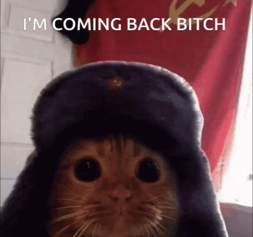 Im Coming Back Bitch Russian Cat GIF