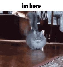 Im Here Gray Cat GIF