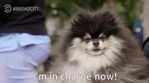 Im In Charge Now Pomeranian GIF