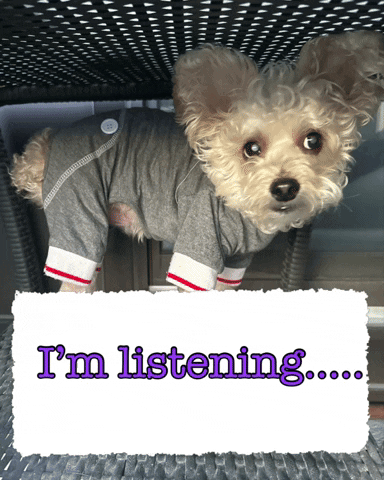 Im Listening Curious Little Poodle GIF