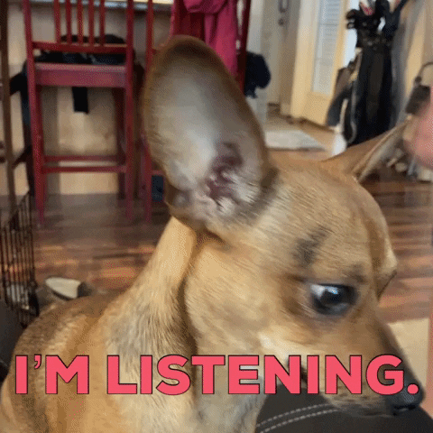 Im Listening Sassy Chihuahua Pup GIF