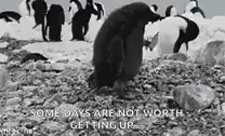 Im Not Worthy Monochromatic Penguin Quote GIF