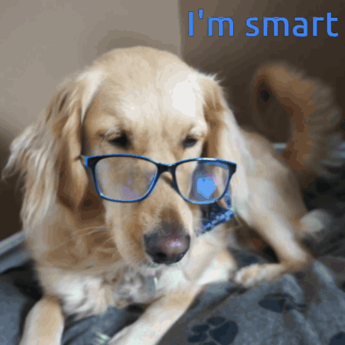 Im Smart Cute White Dog GIF