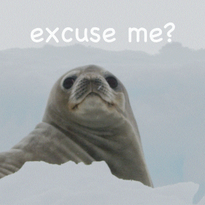 Im Sorry What Cute Seal GIF
