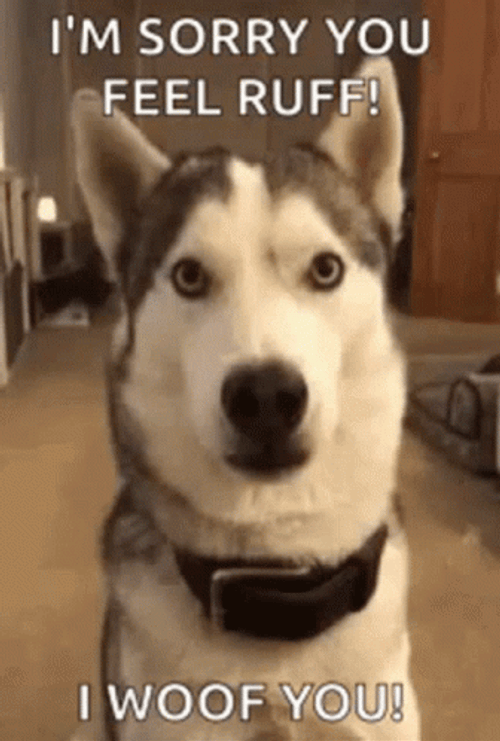 Im Sorry You Feel Ruff Get Better Soon GIF