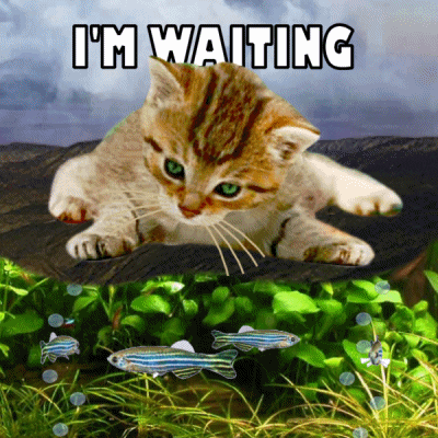 Im Waiting Cute Cat Watching Fishes GIF