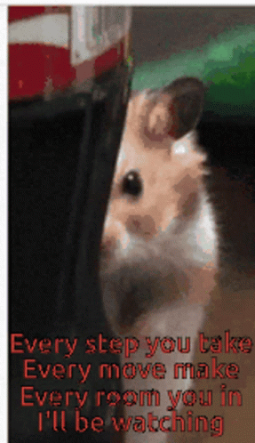 Im Watching You Spying Hamster Meme GIF