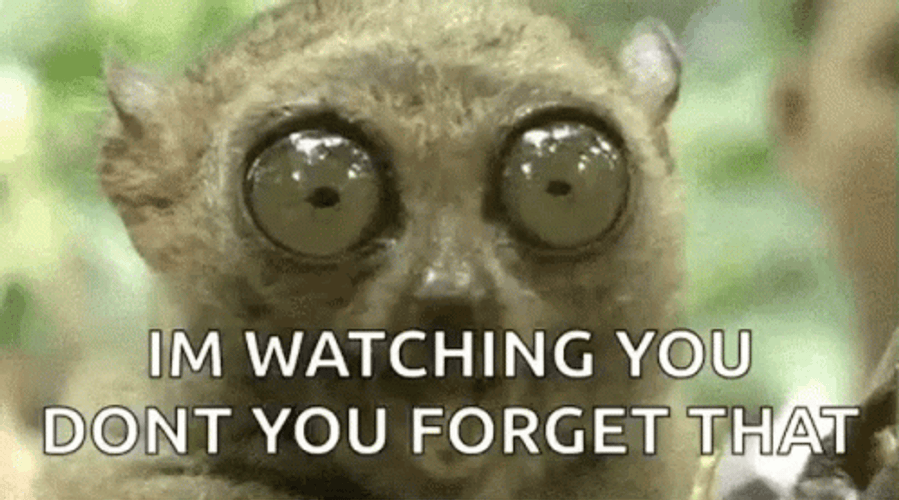 Im Watching You Wide Eyes Tarsier GIF