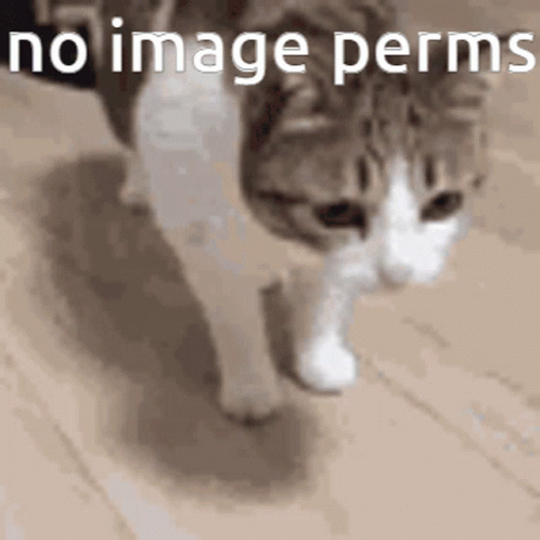 Image Perms Cat Meme GIF
