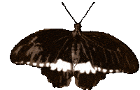 Immagine Immagineit Sticker GIF