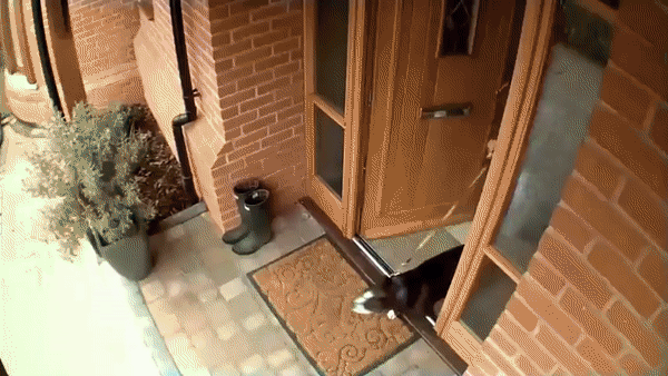 Impatient Dog On Leash GIF