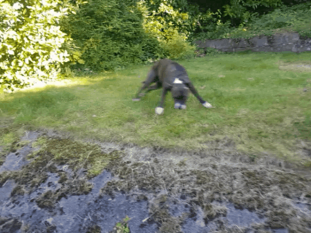 Impatient Hyper Active Dogh GIF