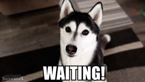 Impatiently Waiting Siberia Husky Cute Stare GIF