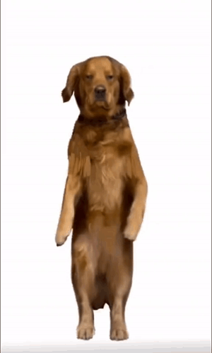 Impressive Dancing Doge GIF