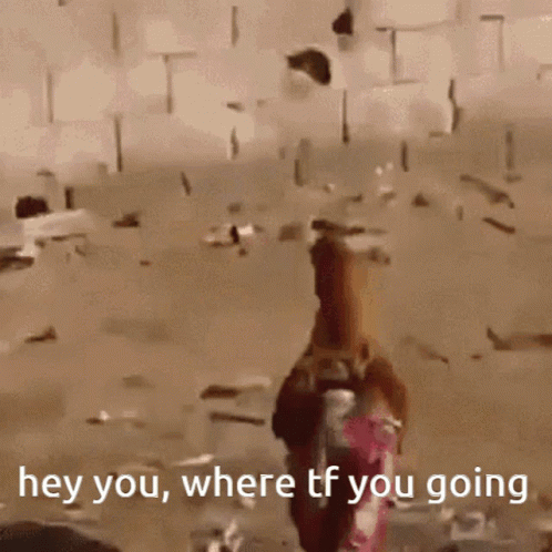 In A Pajamas Chicken Run GIF