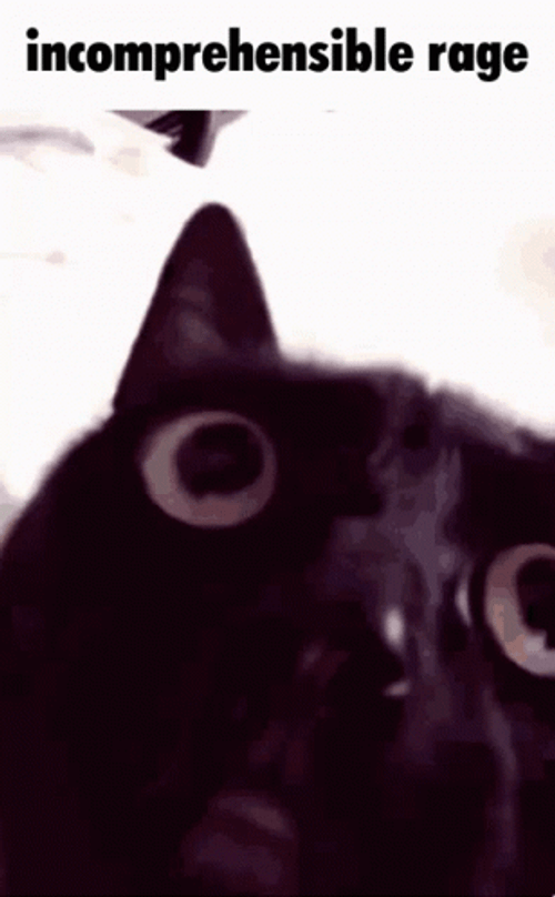 Incomprehensible Anger Rage Of Cat GIF