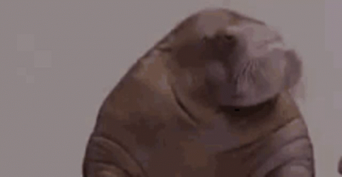 Cute Walrus Nodding Indeed GIF