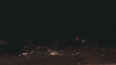 Indulge Tender Filet Mignon GIF