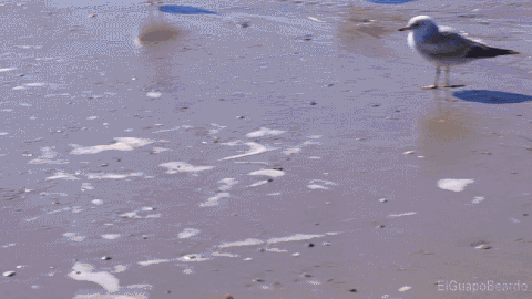 Infinite Seagull Entering Box GIF