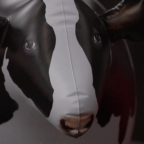 Inflatable Moo Figure GIF