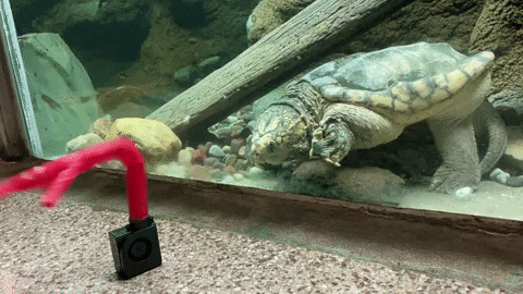 Inflatable Tube Man Entertaining Turtles GIF