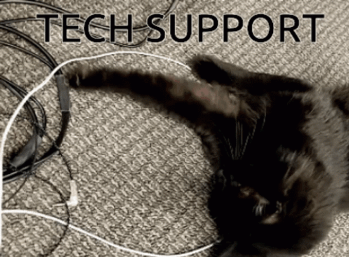 Information Technology Tech Support Cat GIF