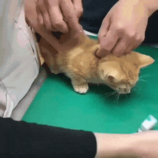 Injection Funny Cat Distraction GIF
