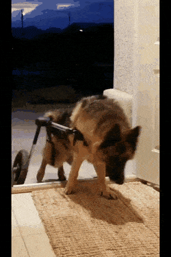Injured German Shepherd GIF