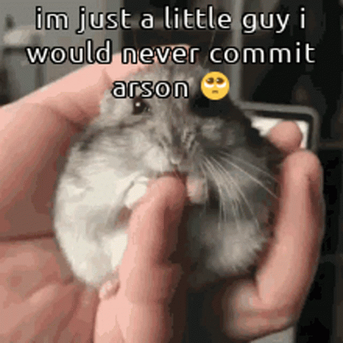 Innocent Little Guy Hampter GIF