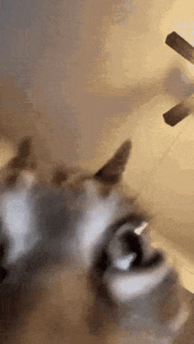 Cat Getting Insane GIF