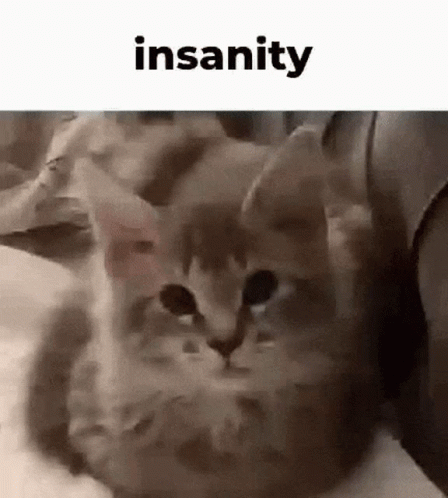 Insane Cute Kitty GIF