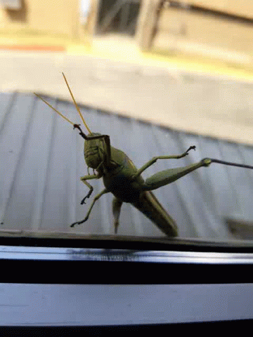 Insect Grasshopper Climbing GIF