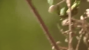 Insect Grasshopper Resting GIF