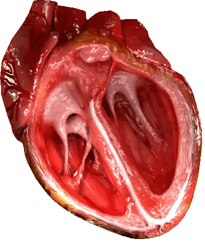 Inside Of Human Heart