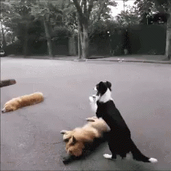 Intelligent Border Collie Jumping Tricks GIF