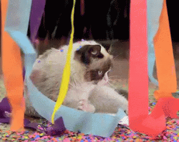 International Cat Day Feline Under Raining Confetti GIF