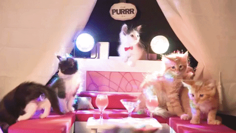 International Cat Day Felines Throwing Party GIF
